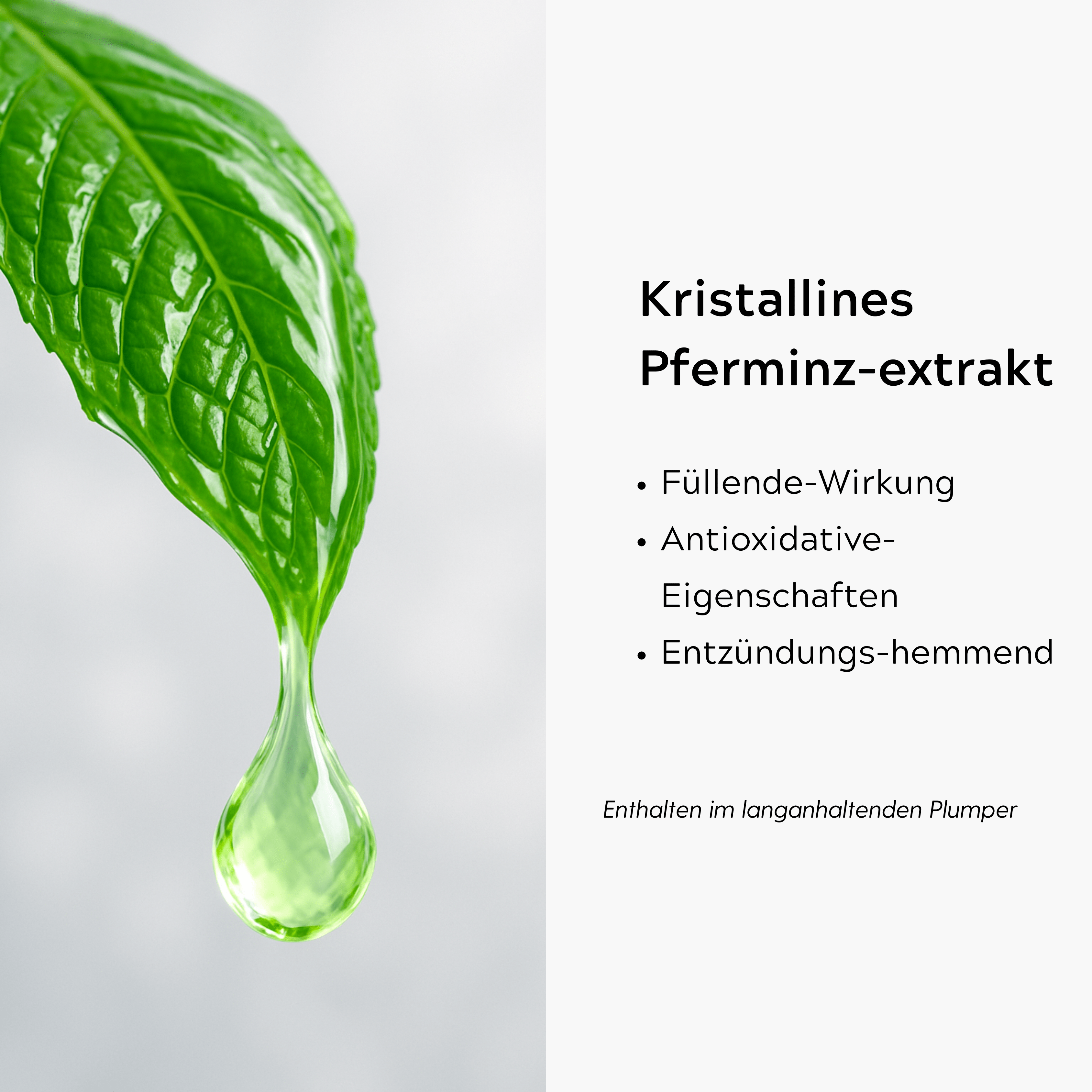 Pfefferminz-extrakt
